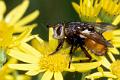 tachina fera